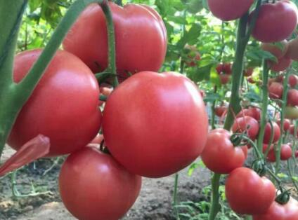 大果型番茄苗