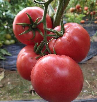 越冬番茄苗品种
